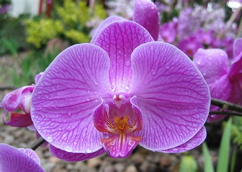 Phalaenopsis Orchids: The Art of Propagation and Cloning